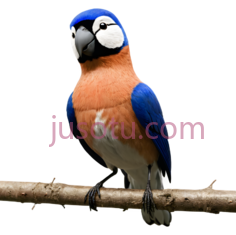 鸟,卡通,蓝色,橙色,白色PNG