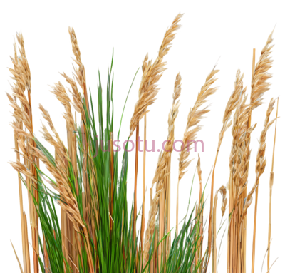 芦苇, PNG