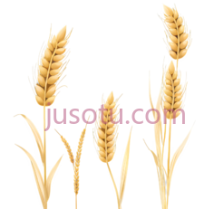 麦穗,插画,金黄色PNG