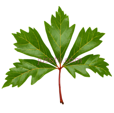 山楂叶, PNG