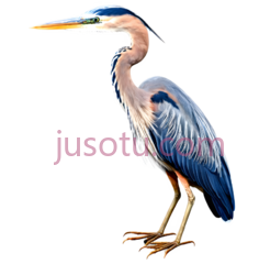 蓝色苍鹭PNG