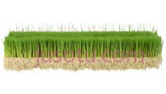 水稻种植,农业PNG