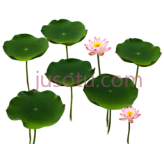 荷花,卡通,绿色,粉色PNG