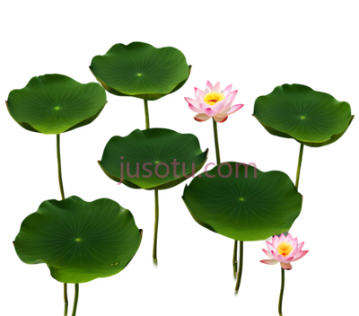 荷花,卡通,绿色,粉色, PNG
