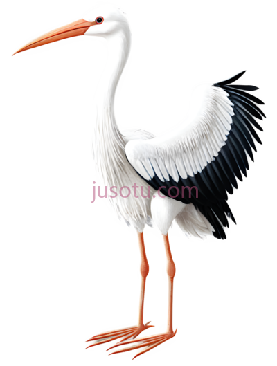 白鹭,鹤,水鸟, PNG