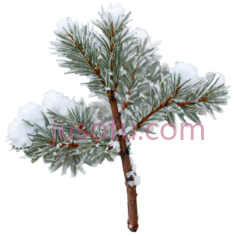 松树枝,自然,绿色,白色PNG