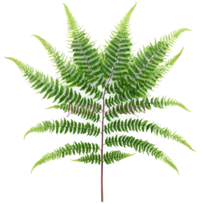 蕨类植物, PNG