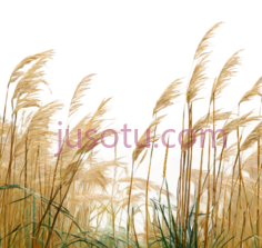 芦苇,自然,黄色PNG