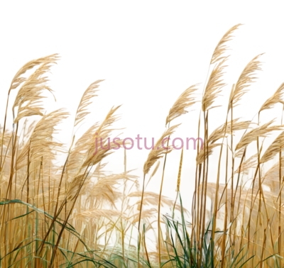 芦苇,自然,黄色, PNG