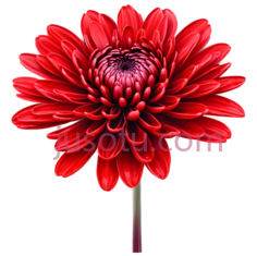花,摄影,红色PNG