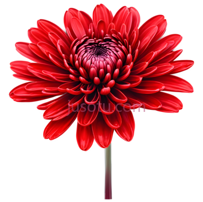 花,摄影,红色, PNG