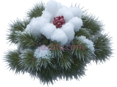雪地玫瑰,卡通,白色花瓣,红色花蕊, PNG