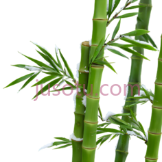 竹子,自然,绿色PNG