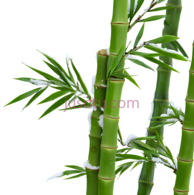 竹子,自然,绿色, PNG