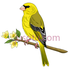 花鸟, PNG