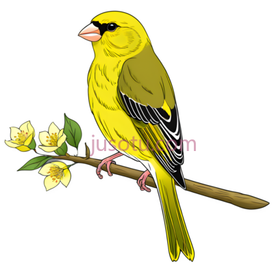 花鸟, PNG