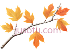 秋叶,树枝PNG
