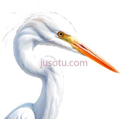 白鹭,插画,白色, PNG