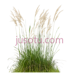 植物,自然生长,绿色,白色PNG