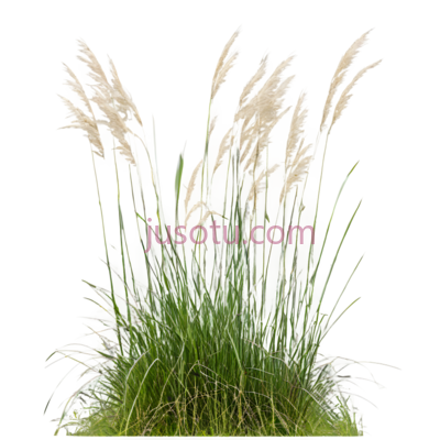 植物,自然生长,绿色,白色, PNG