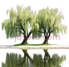 柳树,绿色PNG