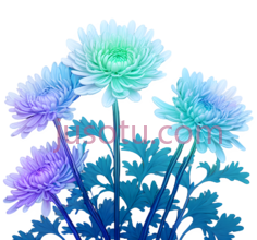 菊花, PNG