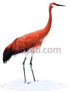 丹顶鹤,红色PNG