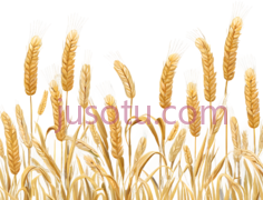 麦穗,插画,金色PNG
