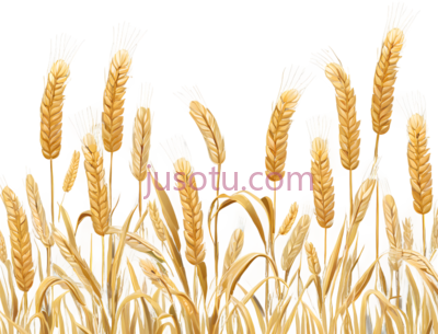 麦穗,插画,金色, PNG