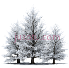树,雪覆盖,白色PNG