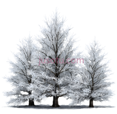 树,雪覆盖,白色, PNG
