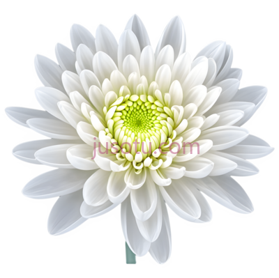 菊花,花瓣, PNG
