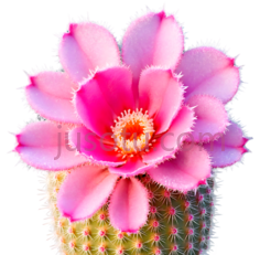 仙人掌花,自然,粉色PNG