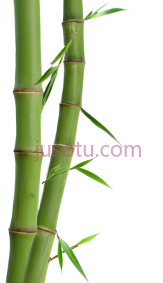 竹子,自然,绿色PNG