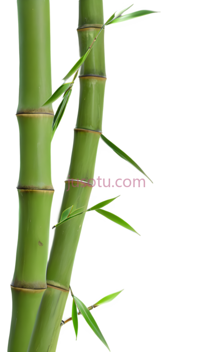 竹子,自然,绿色, PNG