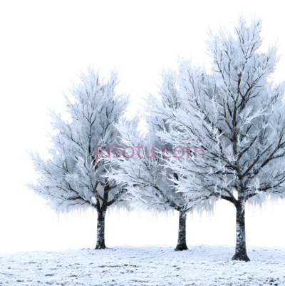 雪树,插画,白色, PNG