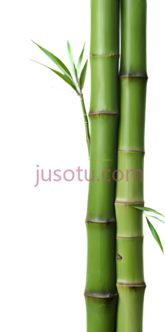 竹子,自然,绿色PNG