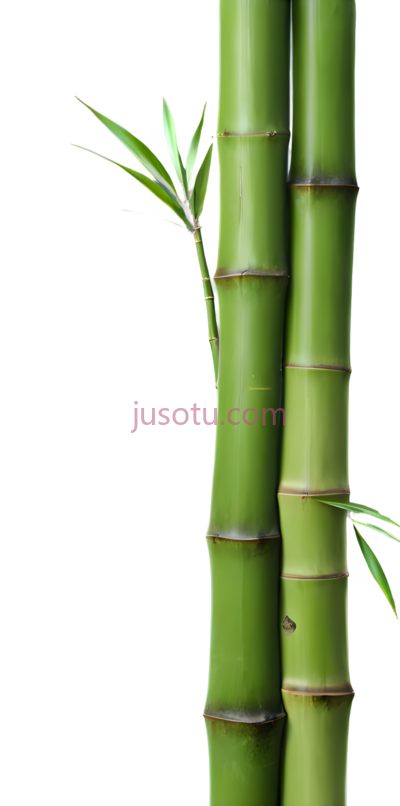 竹子,自然,绿色, PNG