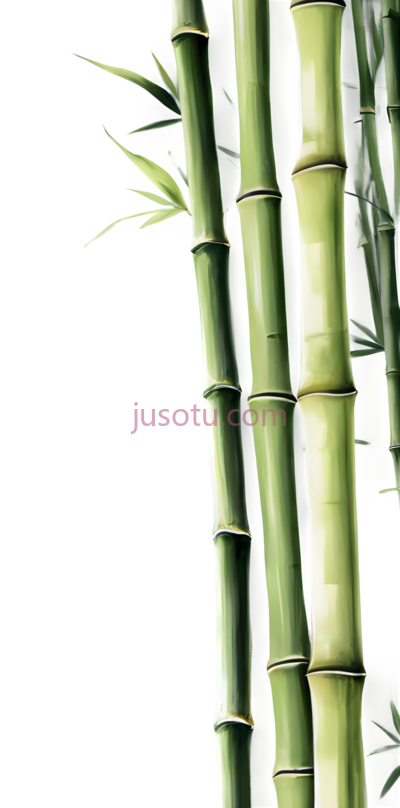 竹子,插画,绿色, PNG