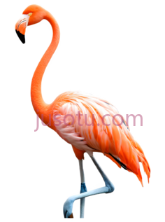 红鹳,火烈鸟PNG