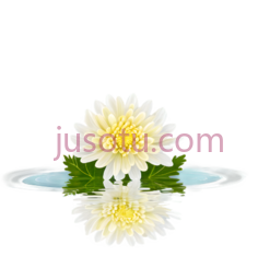 菊花,水池,镜子PNG