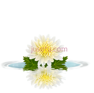 菊花,水池,镜子, PNG