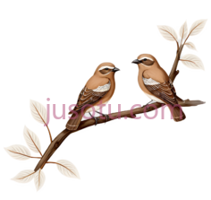 鸟,插画,棕色,白色PNG