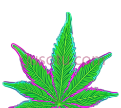 大麻叶,霓虹灯,绿色,粉色PNG