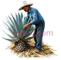 红芦荟PNG