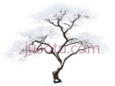 树,盆景,白色PNG