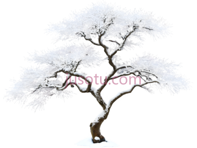 树,盆景,白色, PNG