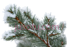 松树枝,自然,绿色,白色PNG