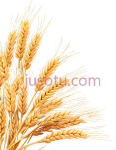 麦穗,自然,金黄色PNG