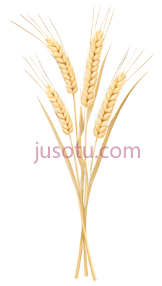 麦穗,插画,黄色PNG